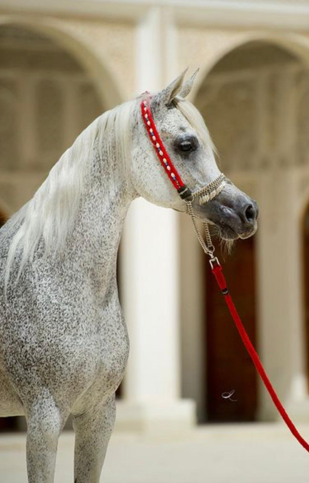 RN FARIDA 1995 -2004