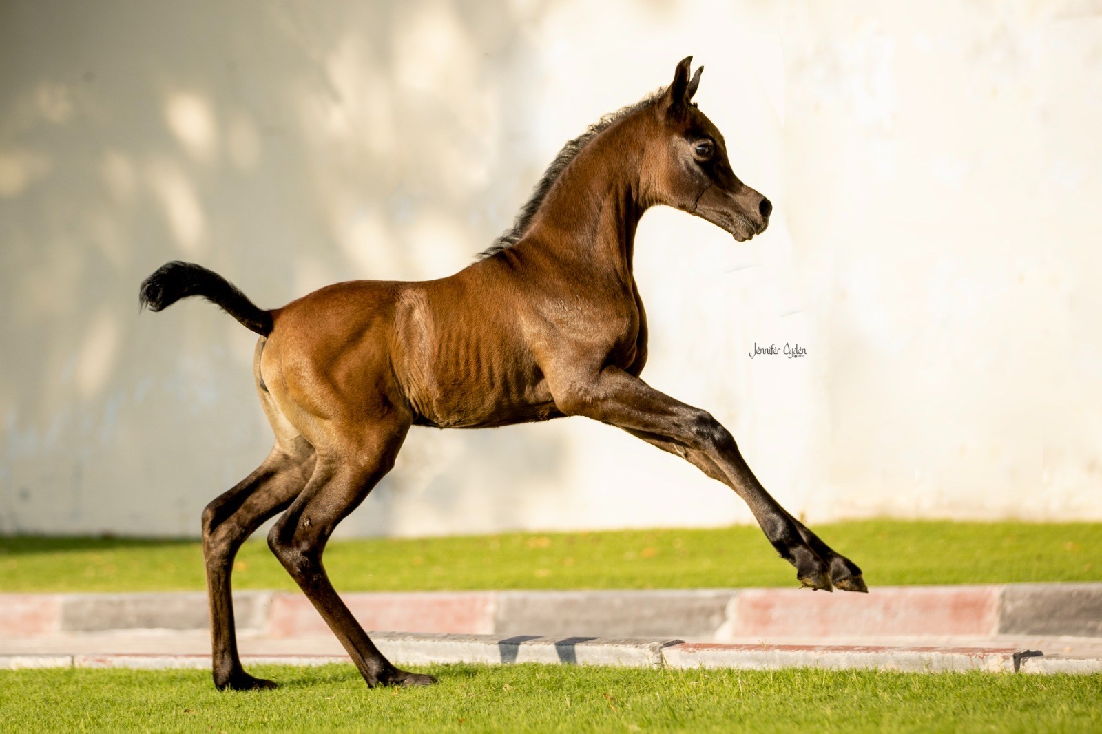 2024 FILLY from NOOF AL RAYYAN