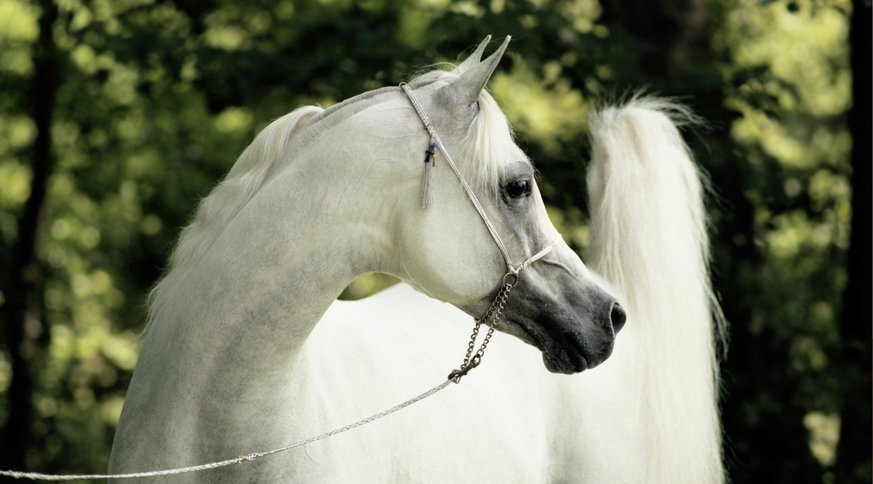 THE STORY OF AL RAYYAN